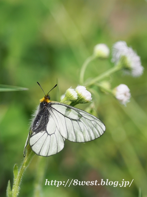 ウスバアゲハ01