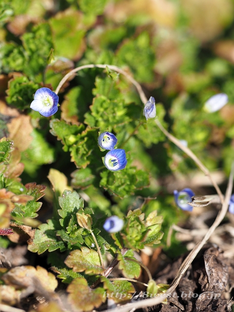 オオイヌノフグリ