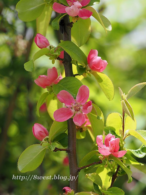 花梨3