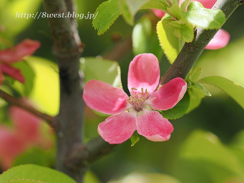 花梨4