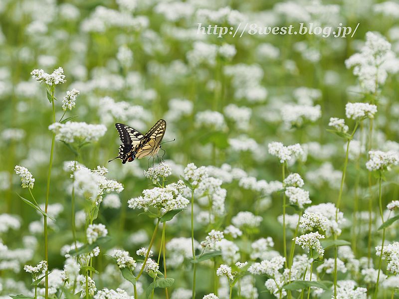 キアゲハ2