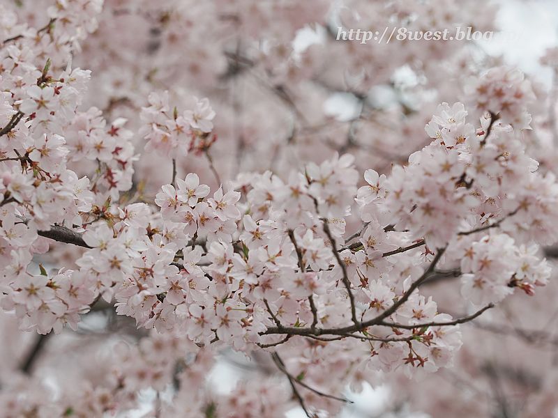 高遠小彼岸桜51