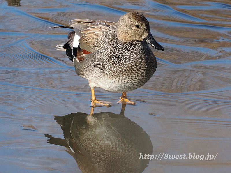 オカヨシガモ3