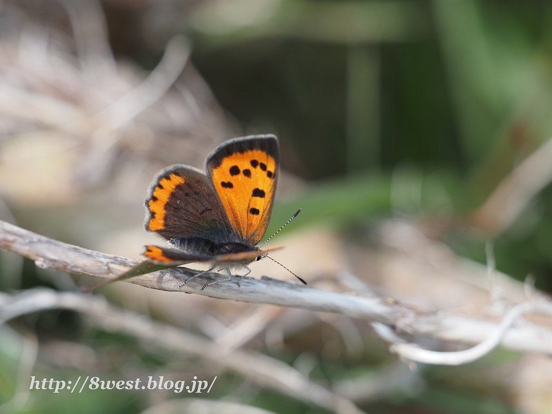 ベニシジミ1