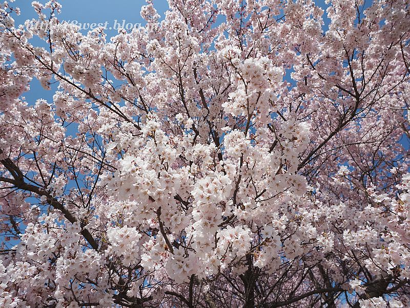 桜10