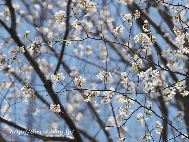 霞桜28
