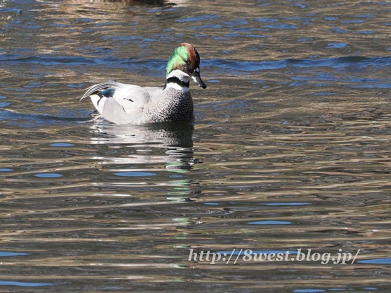 ヨシガモ2