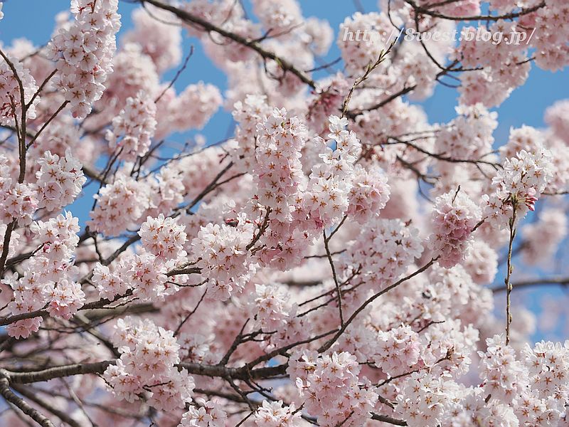 神代桜09