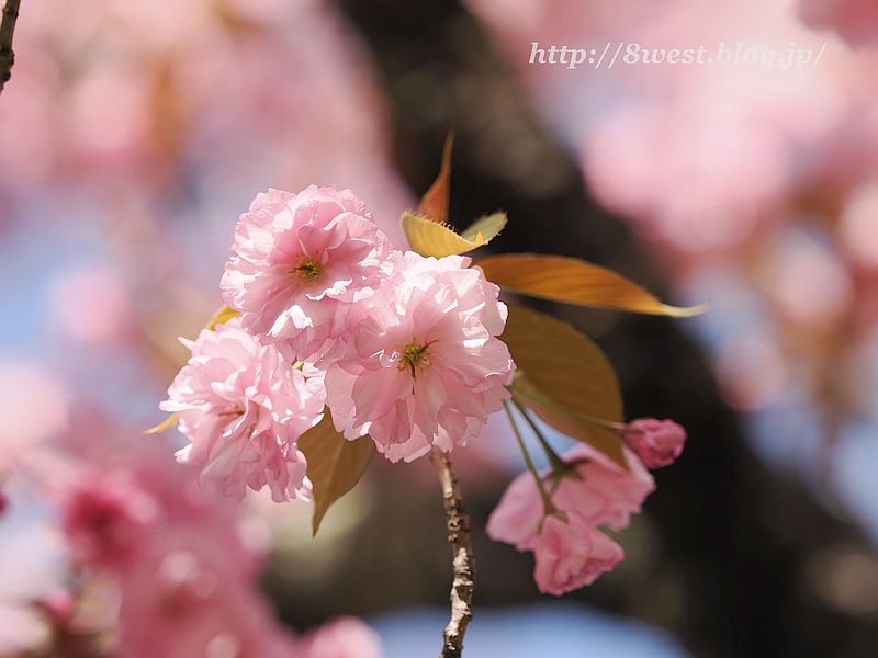 八重桜17
