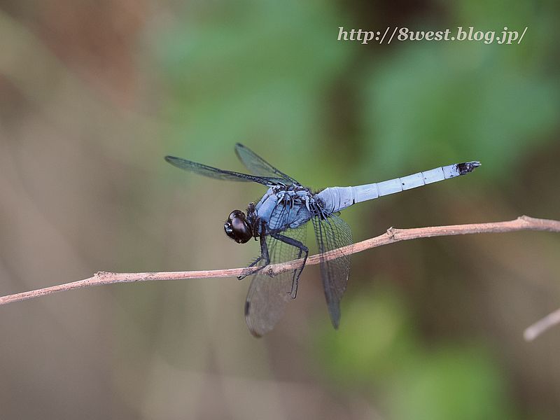 オオシオカラトンボ3