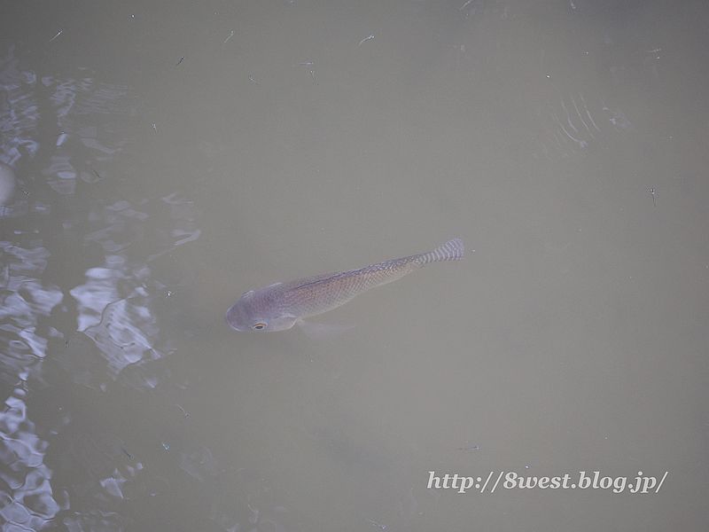 魚