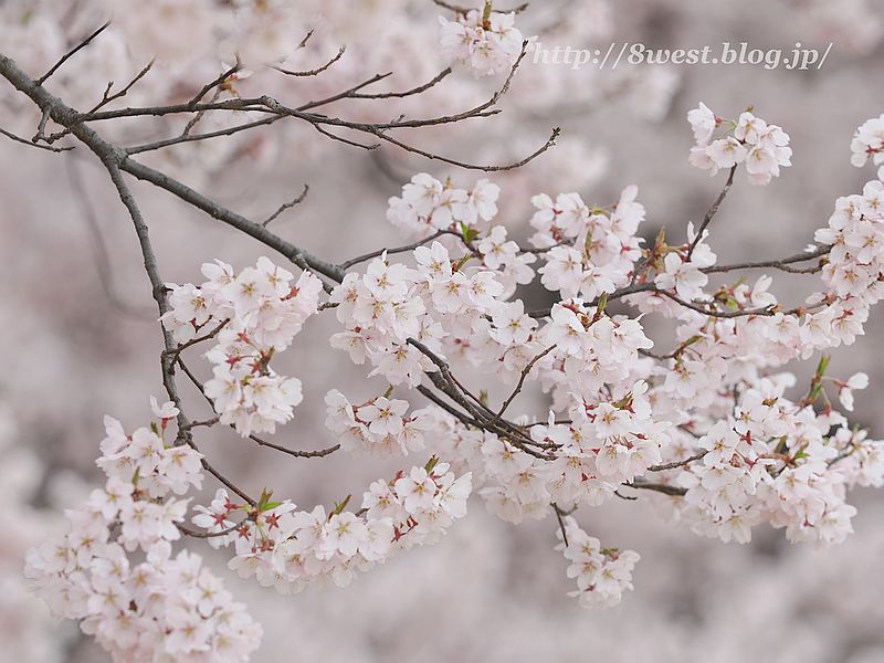 高遠小彼岸桜22