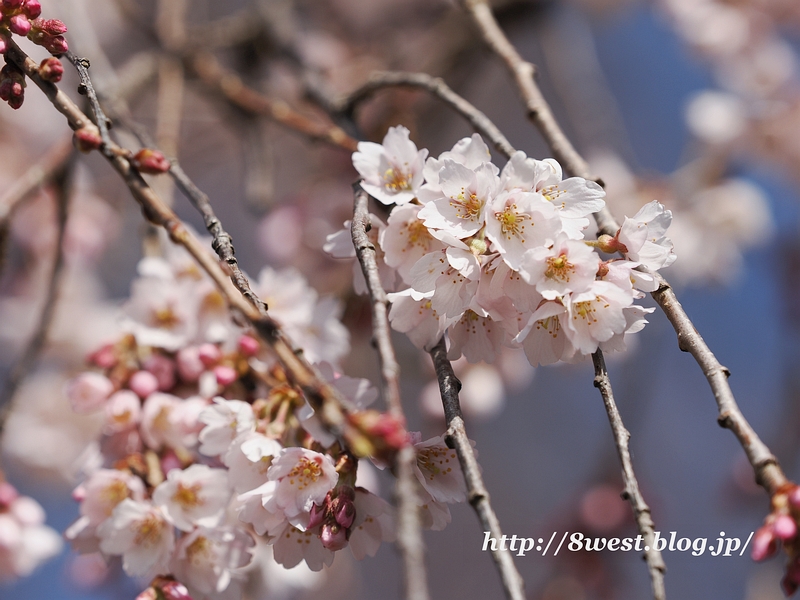 祖霊桜12