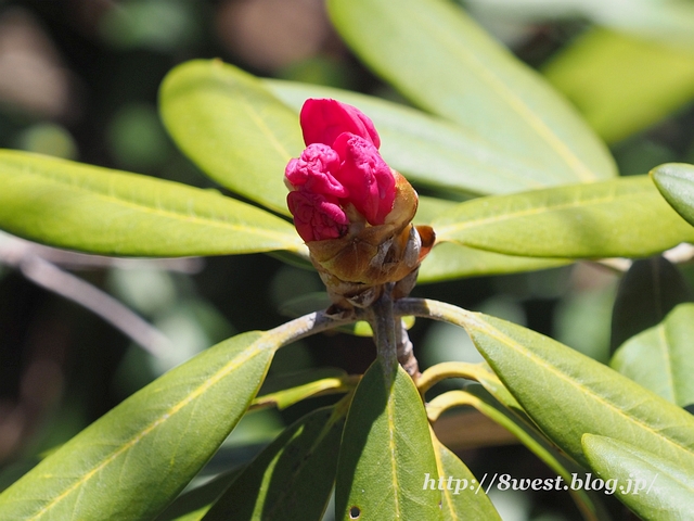 アズマシャクナゲ