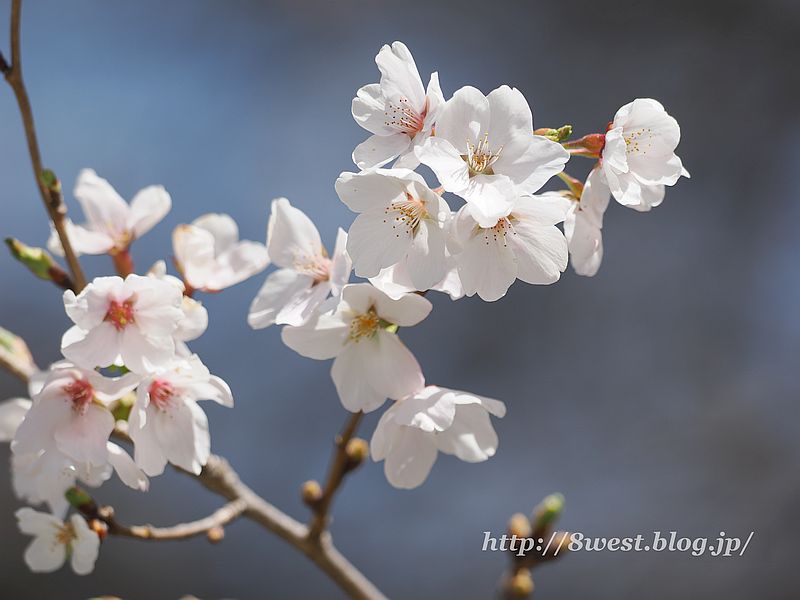 桜2