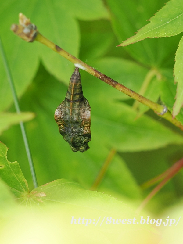 ミスジチョウ蛹