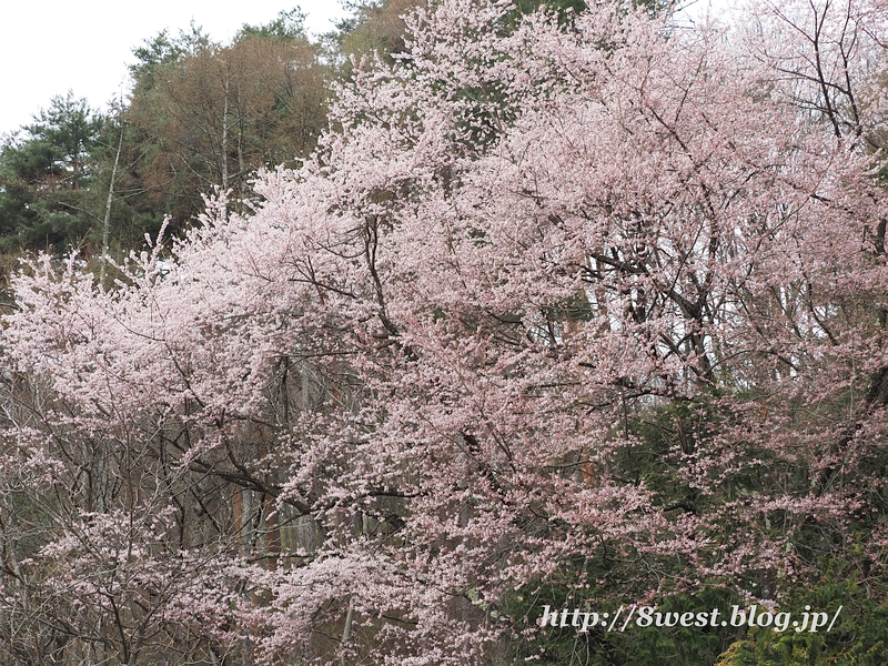 桜05