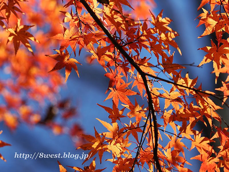 モミジ9