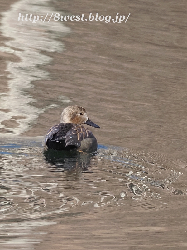 オカヨシガモ15