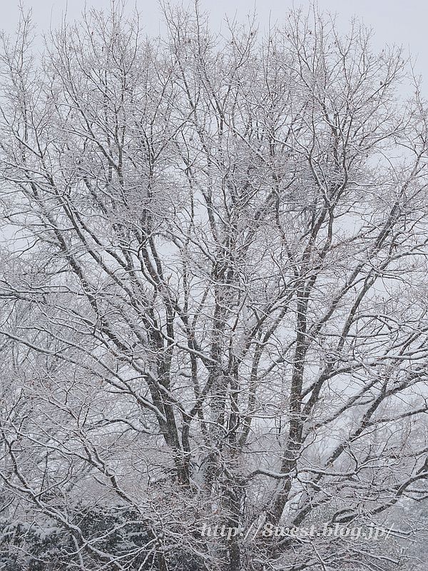 雪1