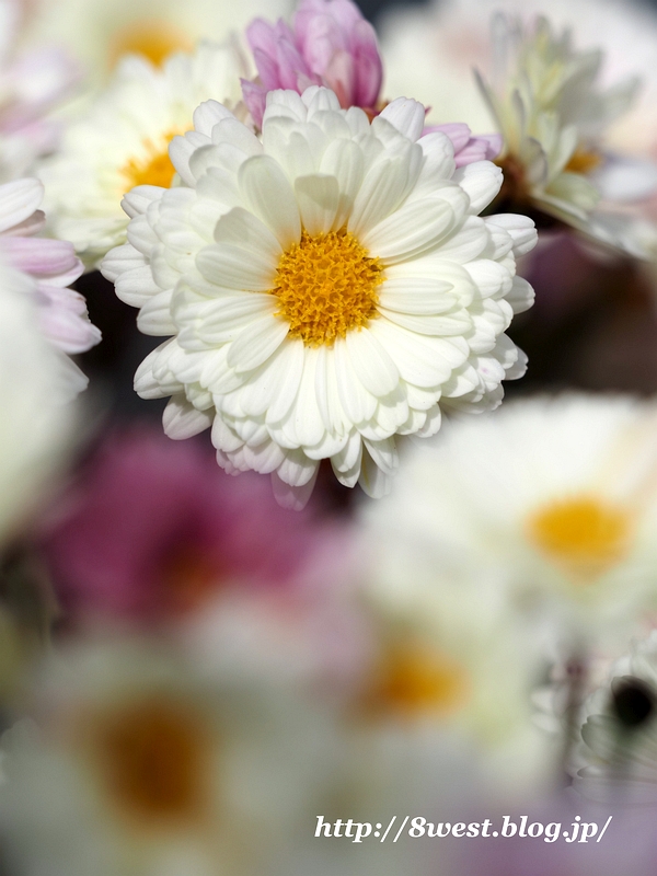 菊