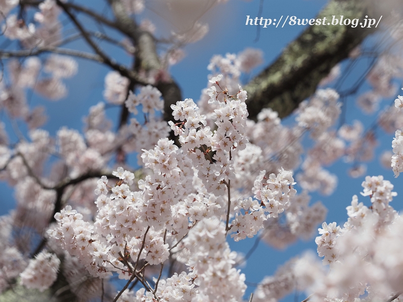高遠小彼岸桜12