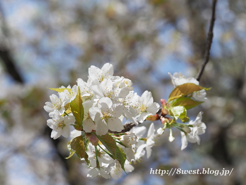 霞桜11