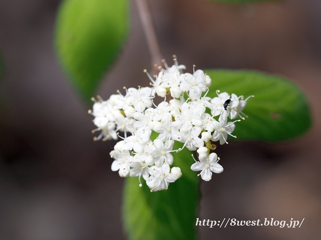 コバノガマズミ3