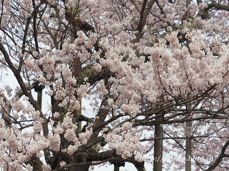 神代桜34