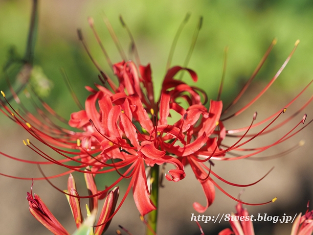 ヒガンバナ