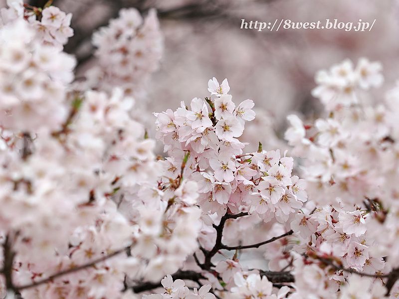 高遠小彼岸桜20