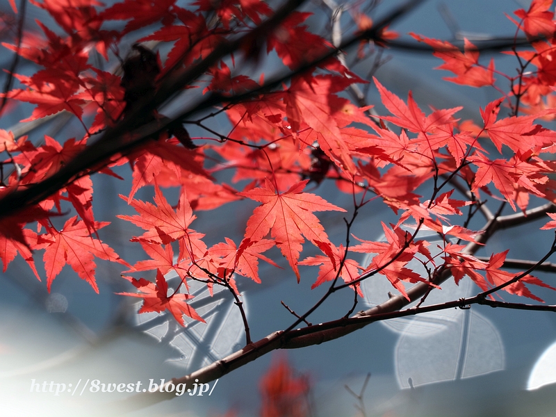 紅葉