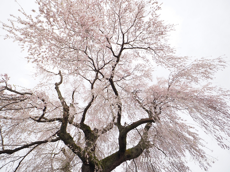 祖霊桜12
