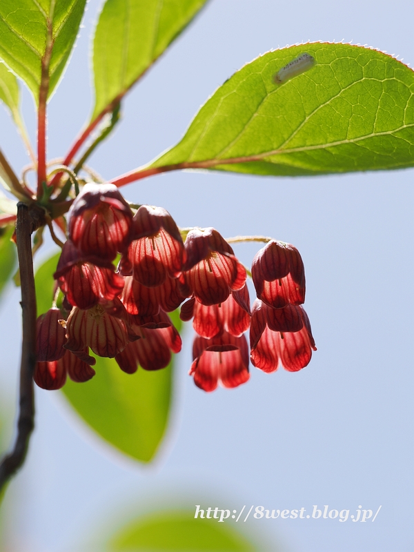 サラサドウダン