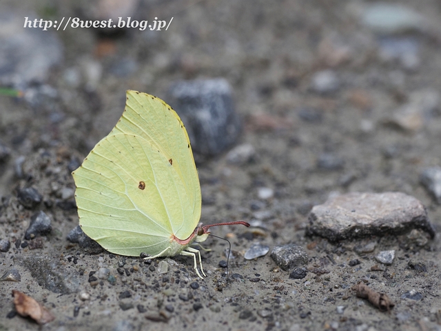 スジボソヤマキチョウ2