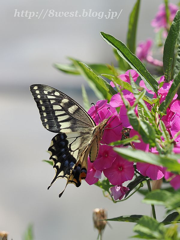 キアゲハ5