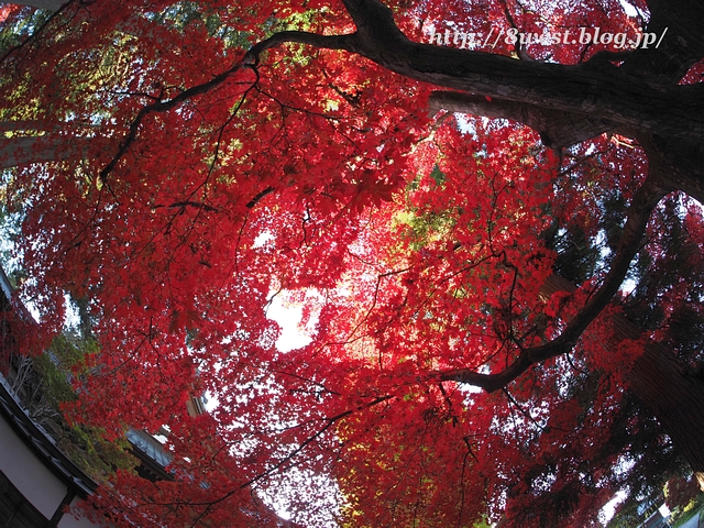 一行寺楓07