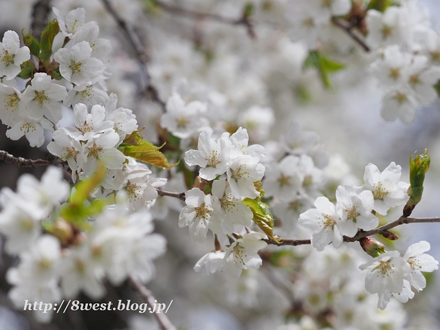 霞桜11