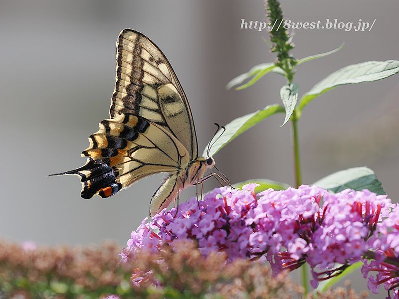 キアゲハ3