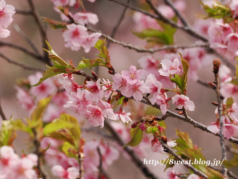 河津桜08