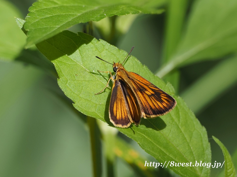 スジグロチャバネセセリ1