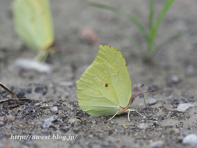 スジボソヤマキチョウ4