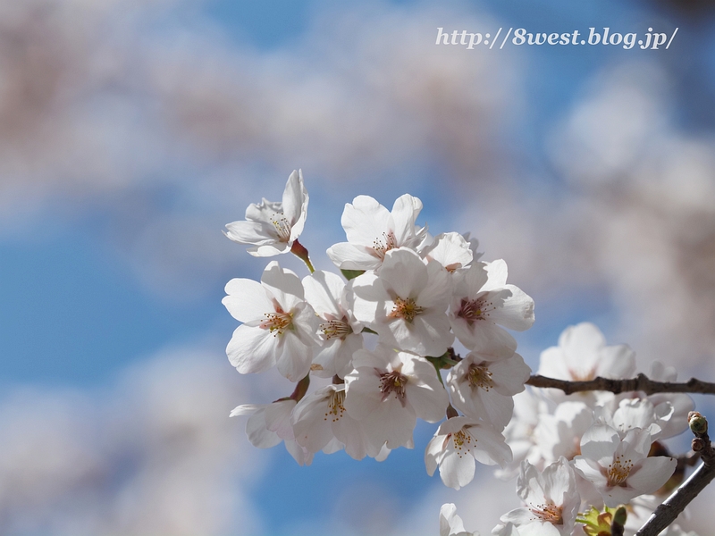 桜6
