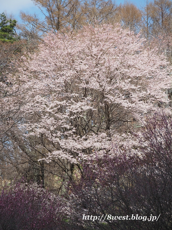 井戸尻桜2