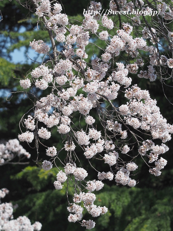 桜52