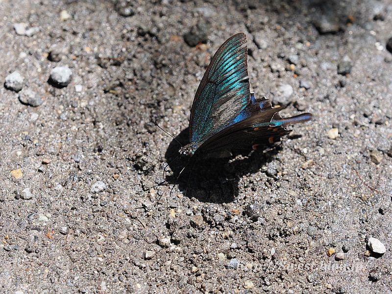 ミヤマカラスアゲハ4