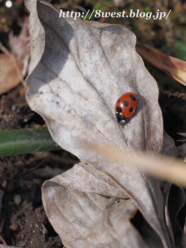 ナナホシテントウ2