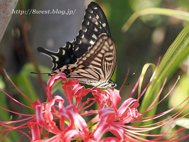 アゲハ11