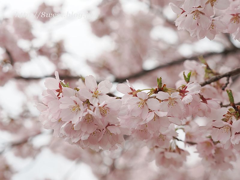 高遠小彼岸桜44