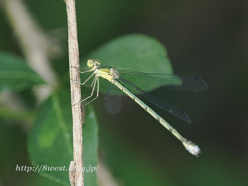 アオイトトンボ